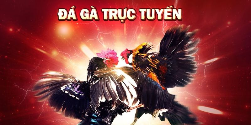 Khám phá đá gà Max88 đỉnh cao